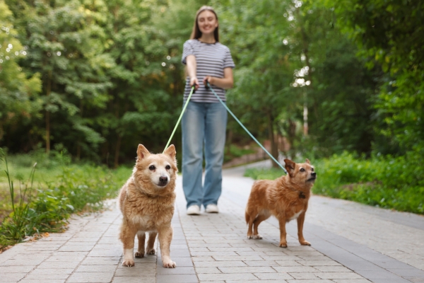 Frau geht mit zwei Hunden an der Leine auf einem von Bäumen gesäumten Weg spazieren.
